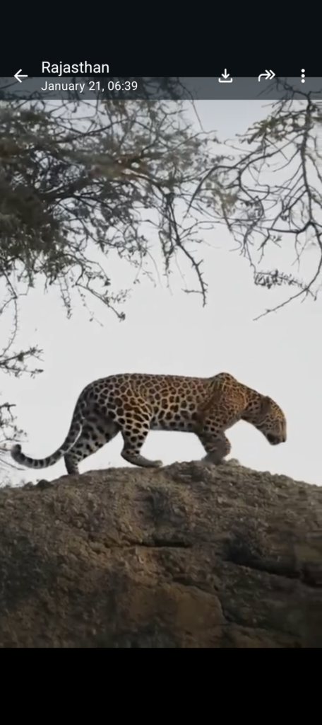 जवाई बांध: राजस्थान का अमृत सरोवर और तेंदुओं का अनूठा घर (Jawai Dam: Amrit Sarovar of Rajasthan and unique home of leopards)