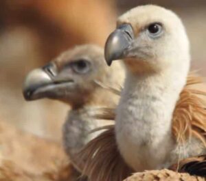 जोहड़बीड़ बीकानेर: राजस्थान का अनसुना वन्यजीव स्वर्ग (Joharbeer Bikaner: The Hidden Wildlife Paradise of Rajasthan)