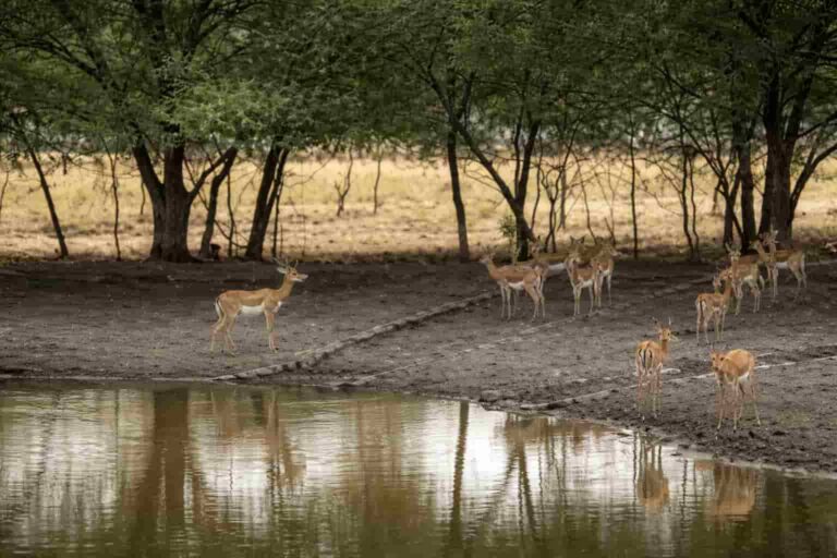 ताल छापर अभयारण्य: काले हिरणों का स्वर्ग (The Paradise of Blackbucks)