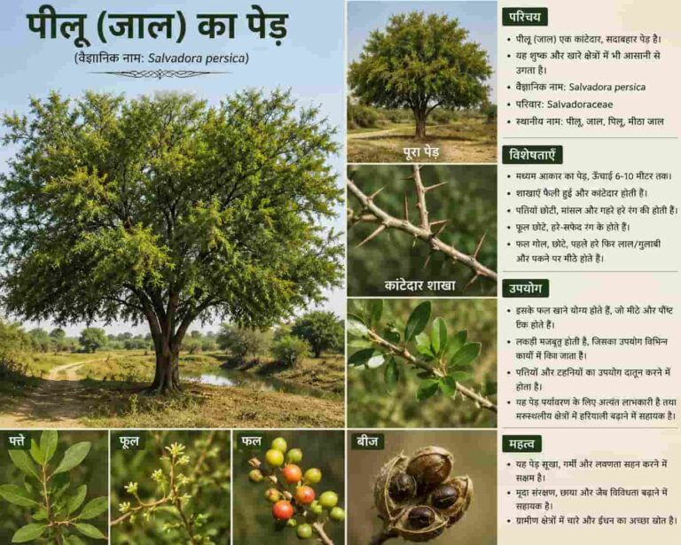 5 बड़े कारण: क्यों पीलू को कहते हैं “रेगिस्तान का अंगूर”? जानें इसके बेमिसाल फायदे!